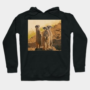 Compare the Meerkats Hoodie